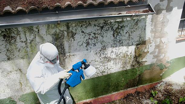 Trusted Commercial Mold Remediation service in Collingswood, NJ - Cheap Mold Removal